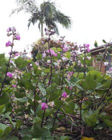 RARE Hyacinth Bean Purple Green