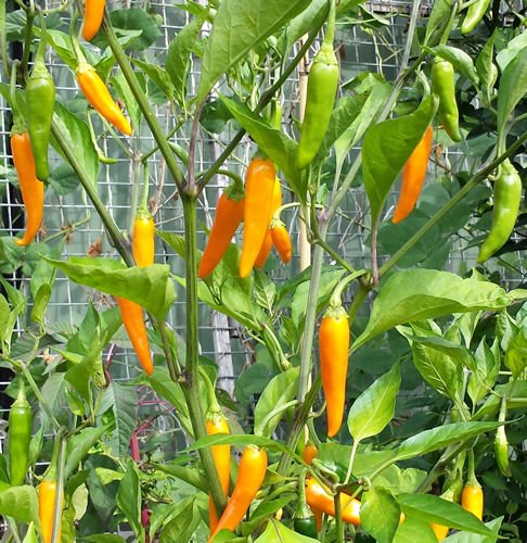 Hot Caribbean Yellow - An Unique, High Yield & Beautiful Spicy Hot ...