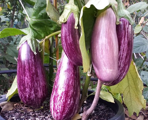 Russian seeds eggplant Matrosik