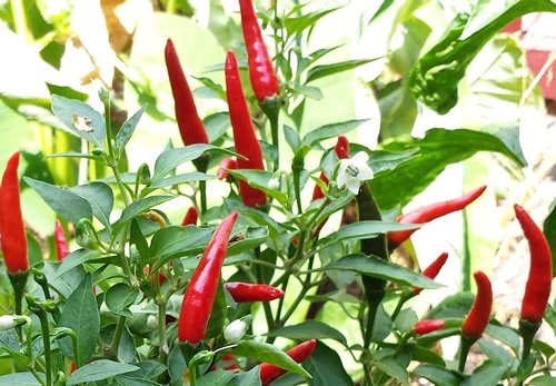 Thai Dark Green Crispy Chilli - An Exceptionally Hot Chilli Pepper 