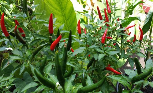 Thai Dark Green Crispy Chilli - An Exceptionally Hot Chilli Pepper ...