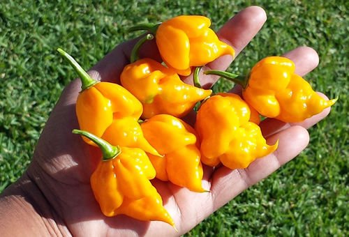 Trinidad Scorpion Yellow Chilli : 5 Seeds: One of the Hottest in the ...