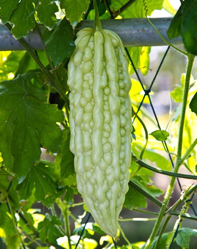 Ultra White Long Bitter Melon - A Must Have Rare Asian Variety - Rahi ...